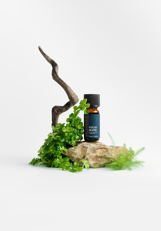 Focus Essential Oil Blend 10ml
